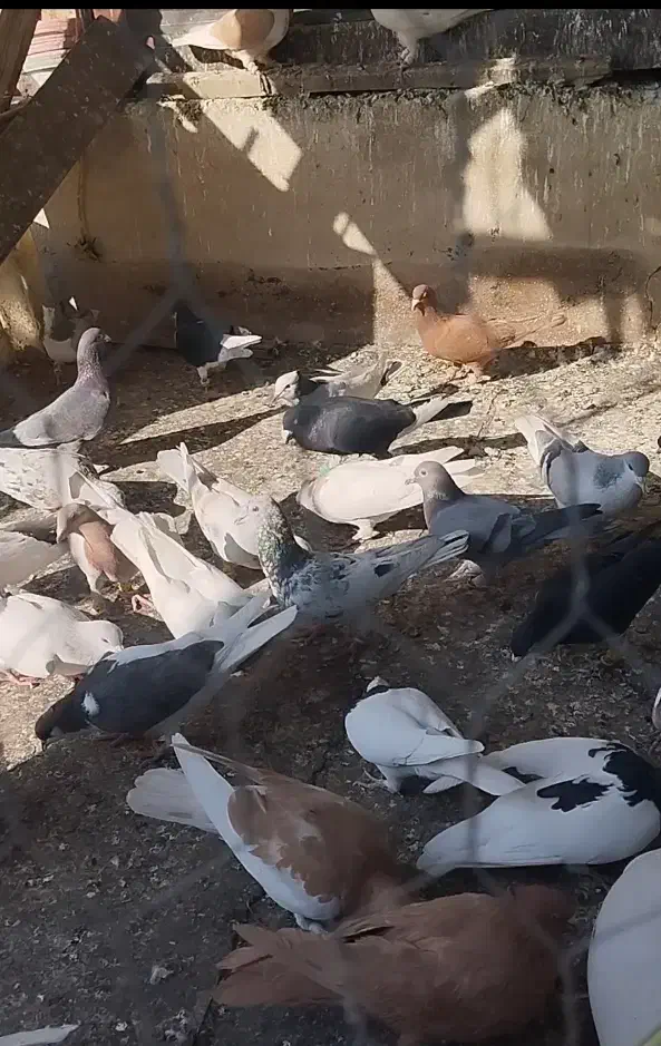 40تا کفتر|پرنده|قزوین, |دیوار