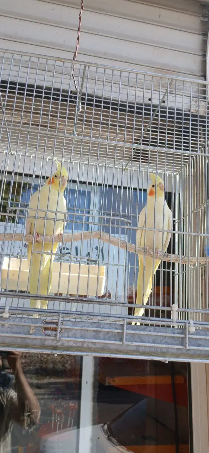 یک جفت عروس هلندی لوتینو سالم همراه قفس وسایل|پرنده|هشتگرد, تهران دشت|دیوار