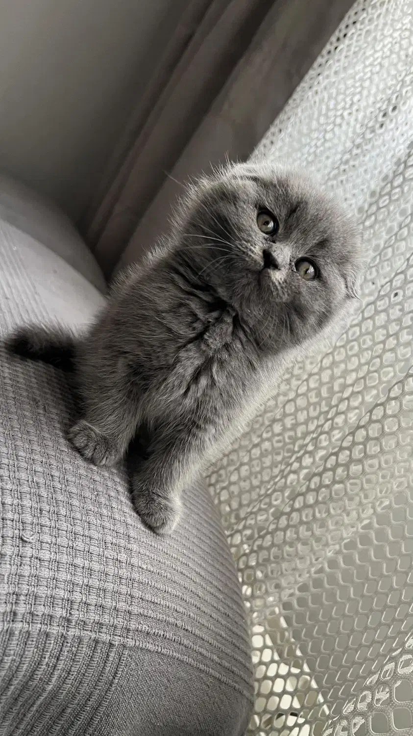 گربه اسکاتیش فولد|گربه|کرج, عظیمیه|دیوار