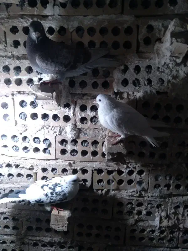 کفتر پرشی|پرنده|مشهد, محمدآباد|دیوار