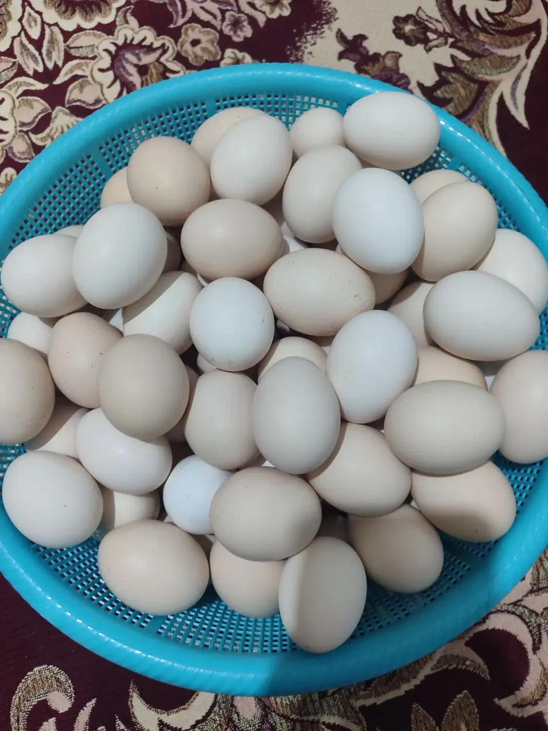 تخم مرغ|خوردنی و آشامیدنی|یاسوج, |دیوار