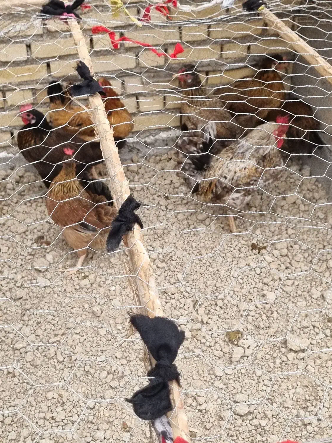 فروش مرغ و خروس|حیوانات مزرعه|شادگان, |دیوار