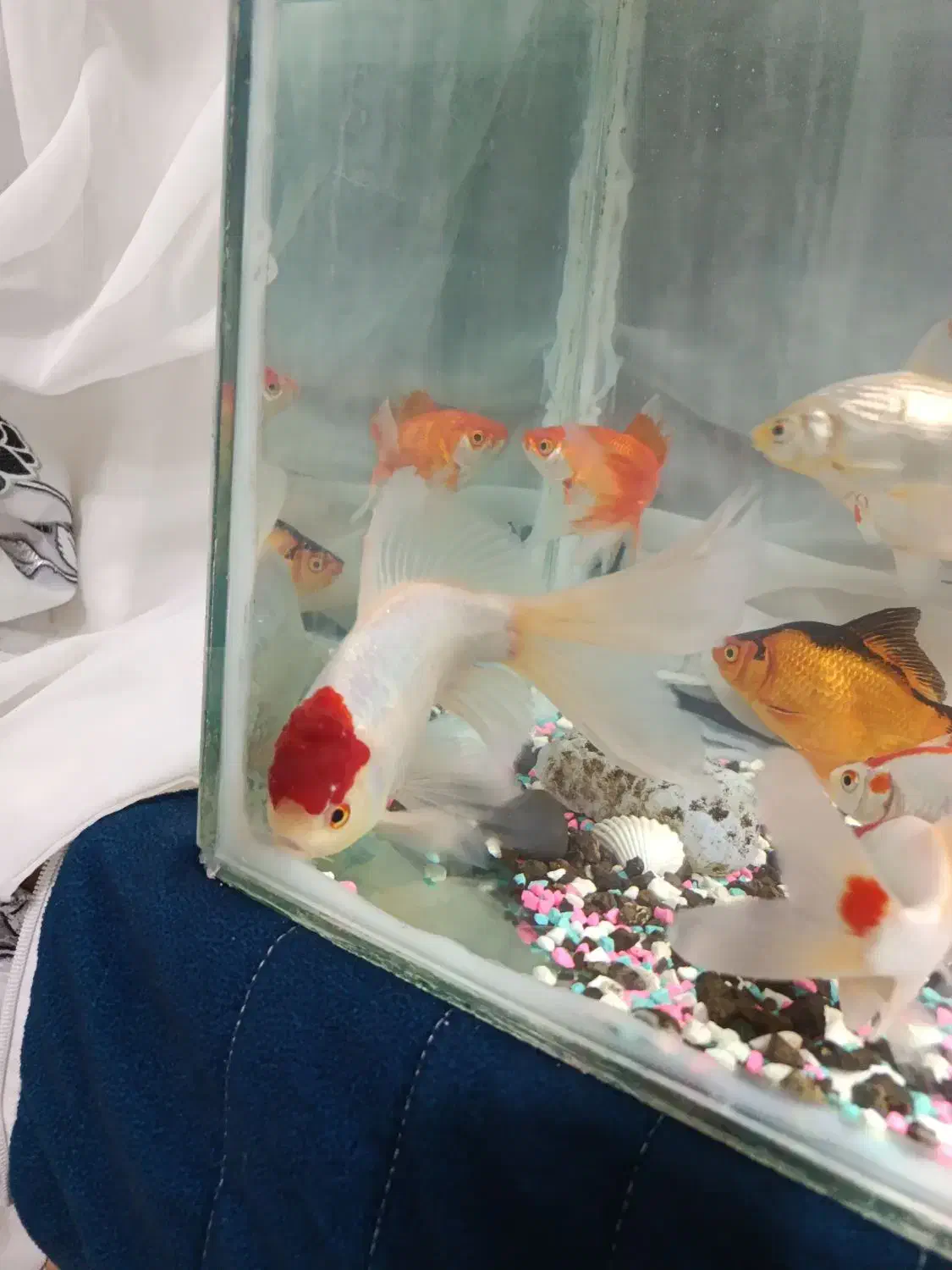 ماهی گلد فیش فروشی|ماهی|طرقبه, |دیوار