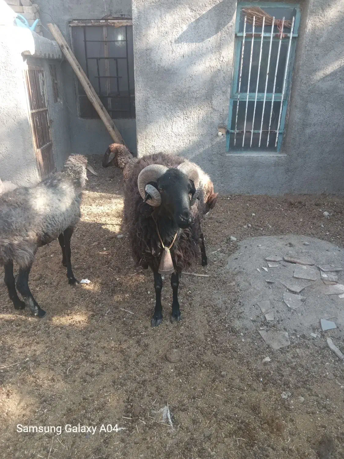 قوچ نژادکلکو5 ساله|حیوانات مزرعه|قم, پردیسان|دیوار