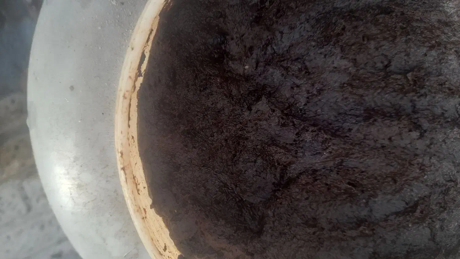 ترشی الوچه جنگلی|خوردنی و آشامیدنی|تالش, هشتپر|دیوار