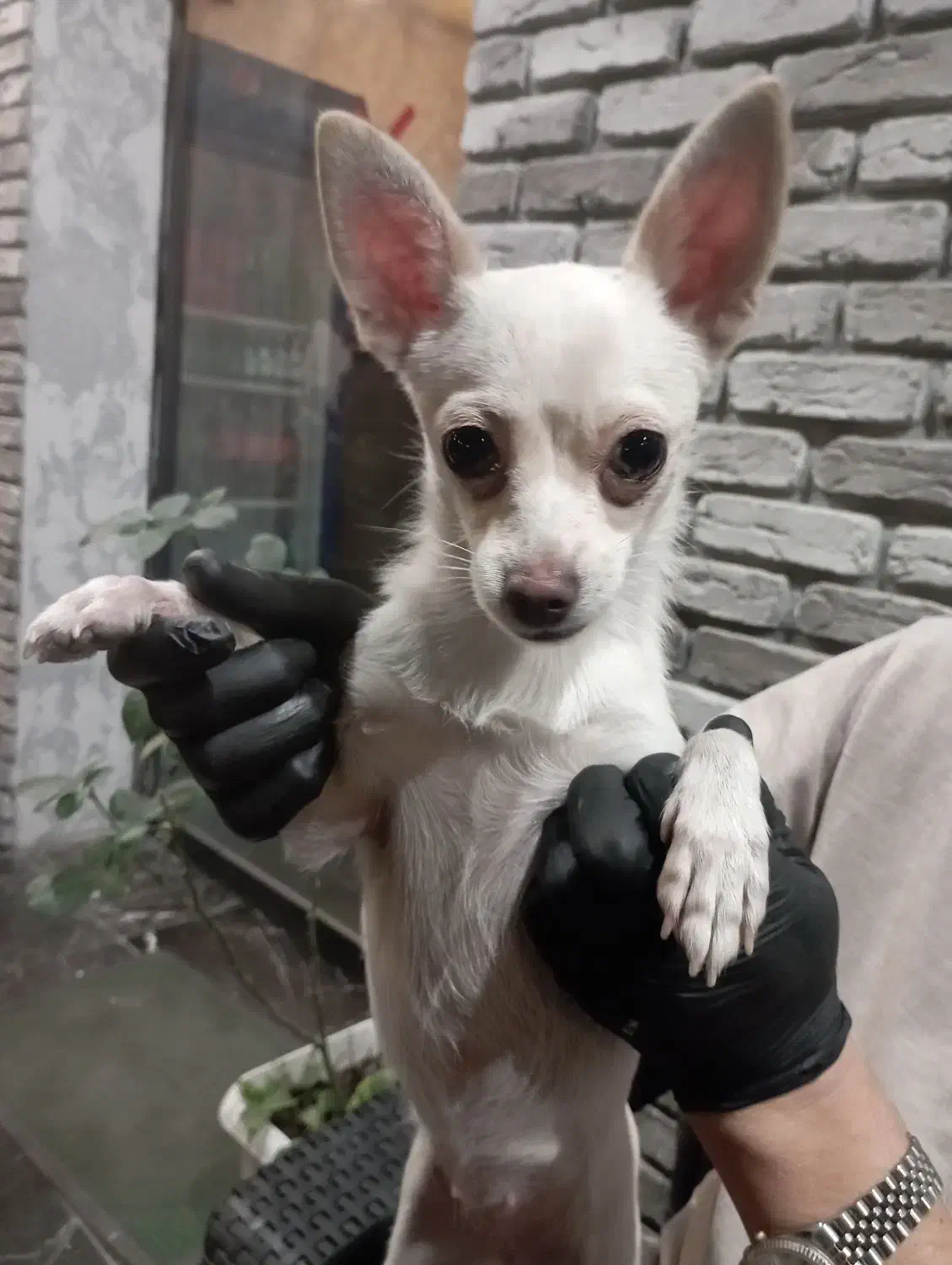 سگ شیواوا اشپیتز|سگ|گرگان, |دیوار