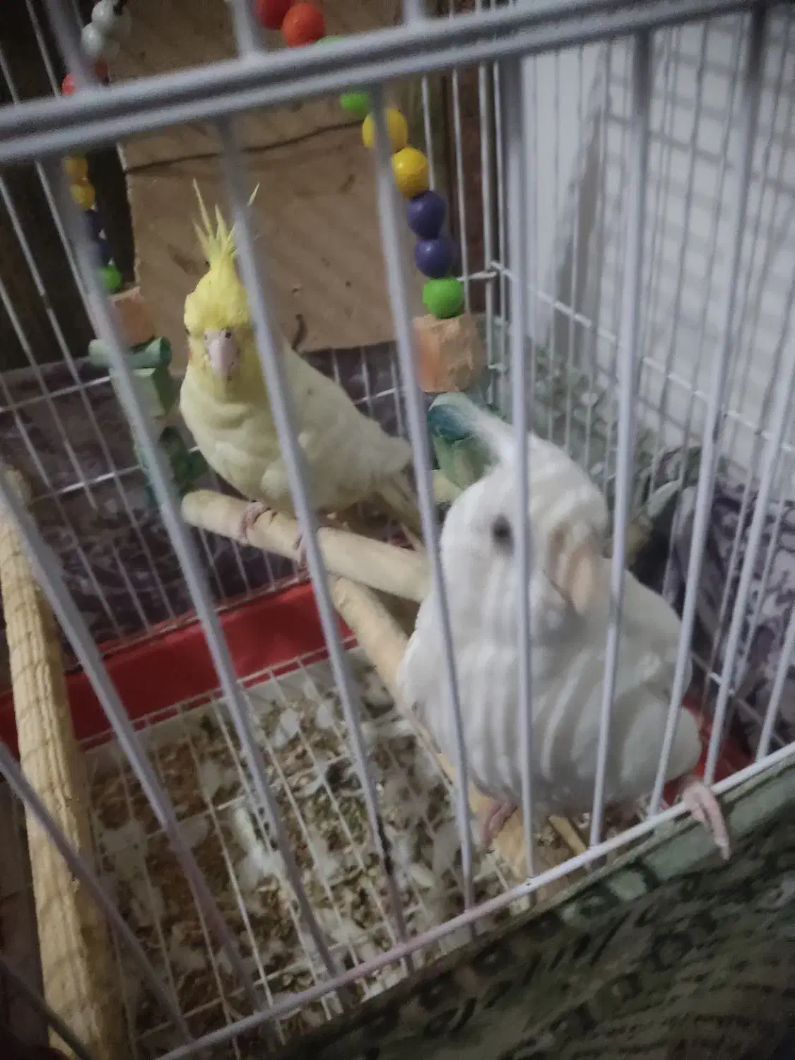 عروس هلندی جوجه|پرنده|نسیمشهر, |دیوار