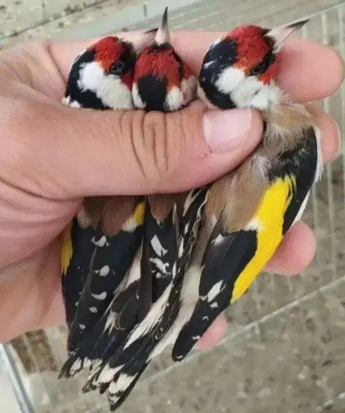 سهره و گلبسر درجه یک|پرنده|ملایر, |دیوار