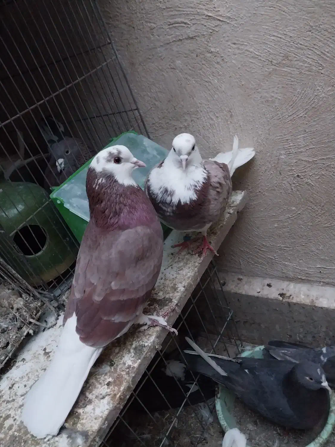 یک جفت شازده هما|پرنده|گلستان (تهران), |دیوار