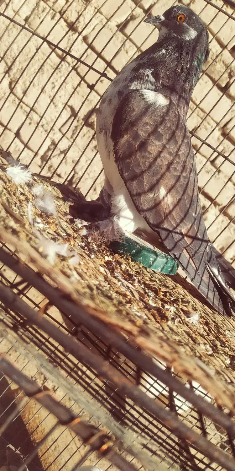 کفتر|پرنده|بمپور, |دیوار