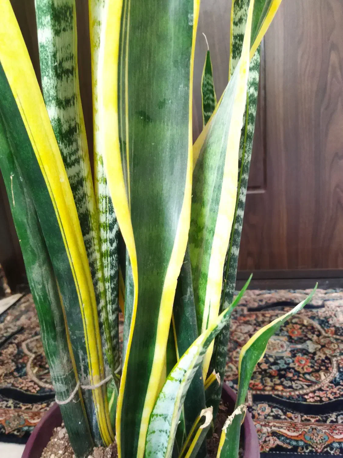 گل سانسوریا وگلدان|گل و گیاه طبیعی|شیروان (خراسان), |دیوار