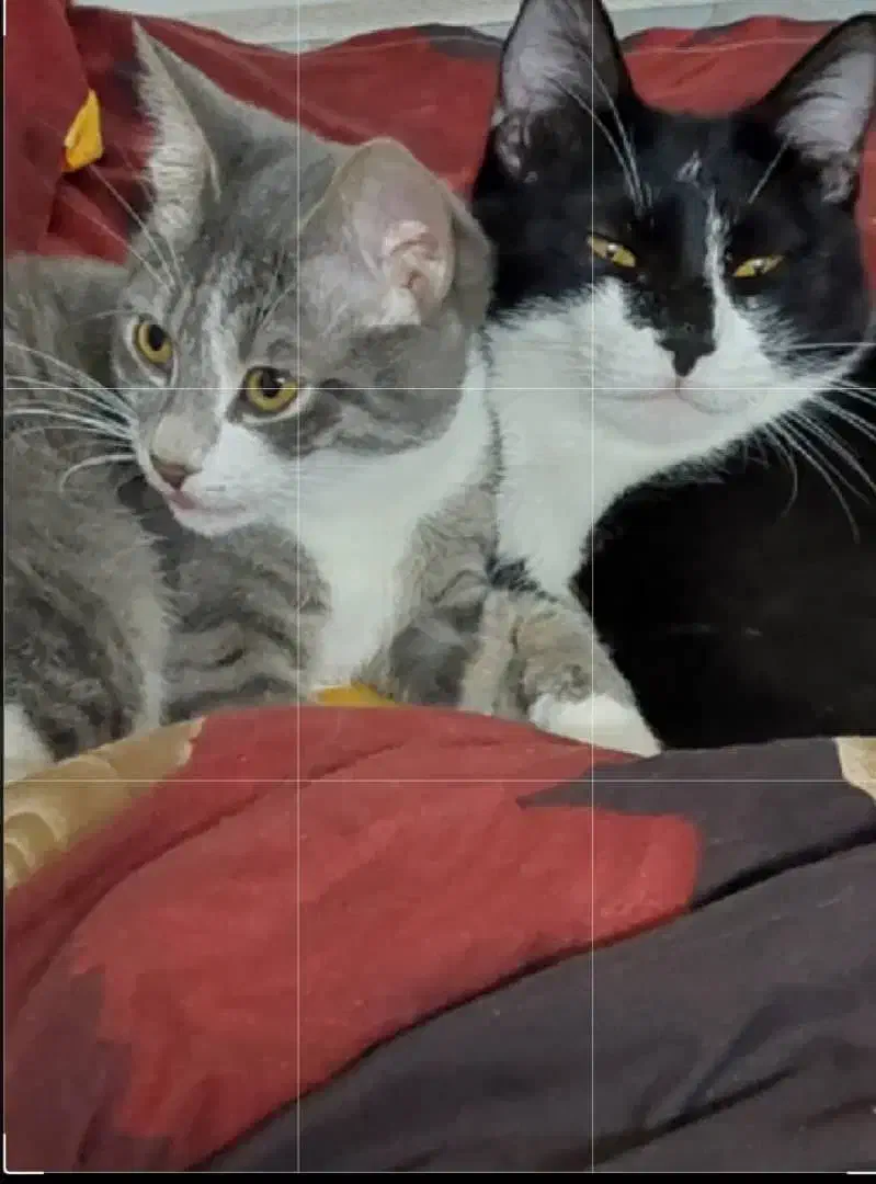 واگذاری رایگان گربه|گربه|لاهیجان, یحی آباد|دیوار