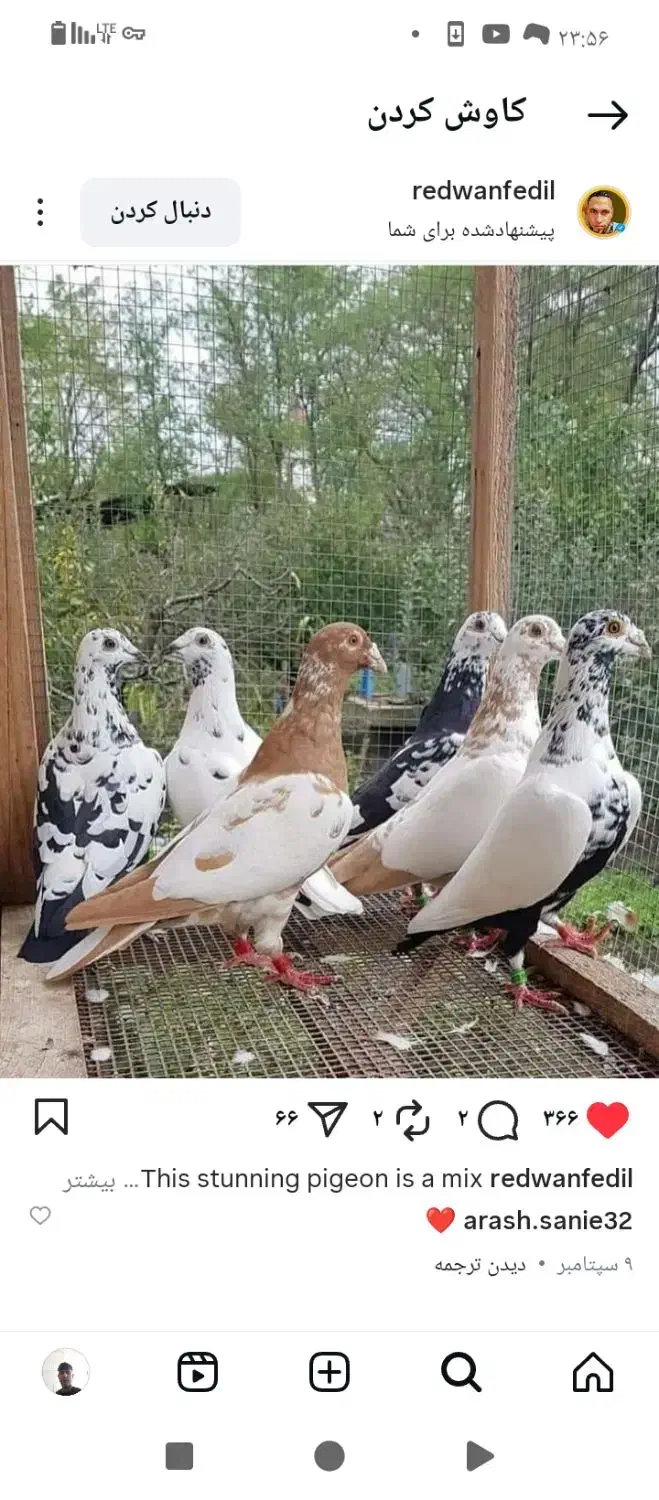 30تا|پرنده|مشهد, نوده|دیوار