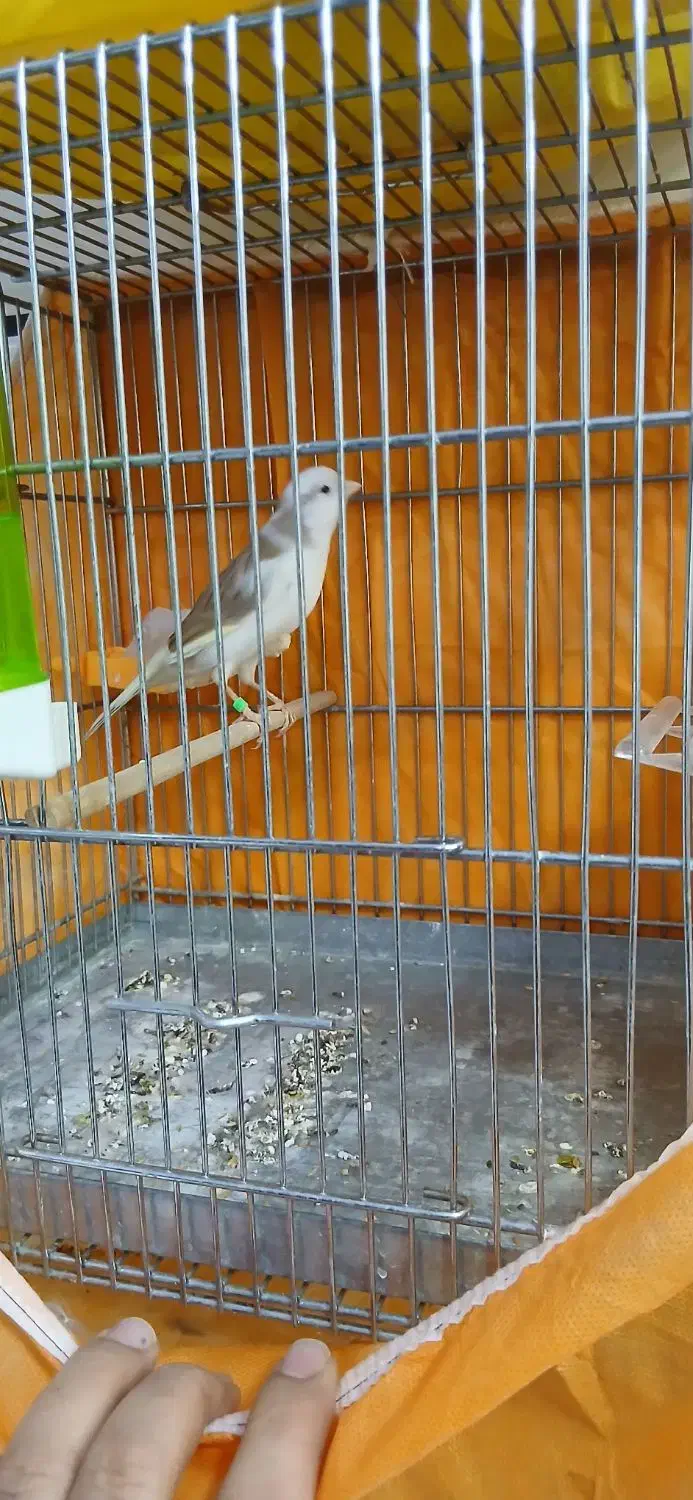 قناری|پرنده|محمدیه-قزوین, |دیوار