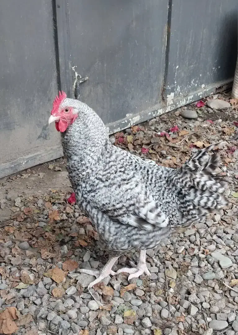 خروس9ماهه آمروک یا پیلموت راک|حیوانات مزرعه|رشت, گلزاران|دیوار