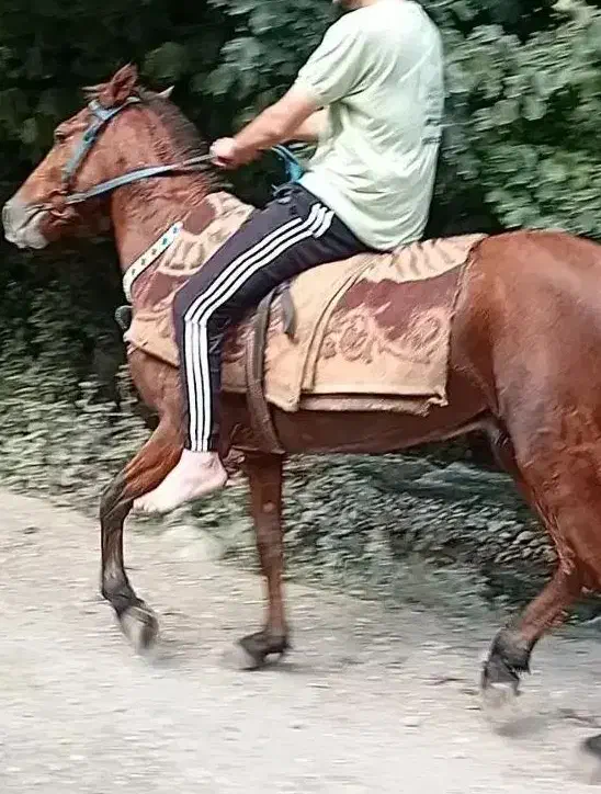 اسب فروشی|اسب و تجهیزات اسب‌سواری|شاندرمن, |دیوار