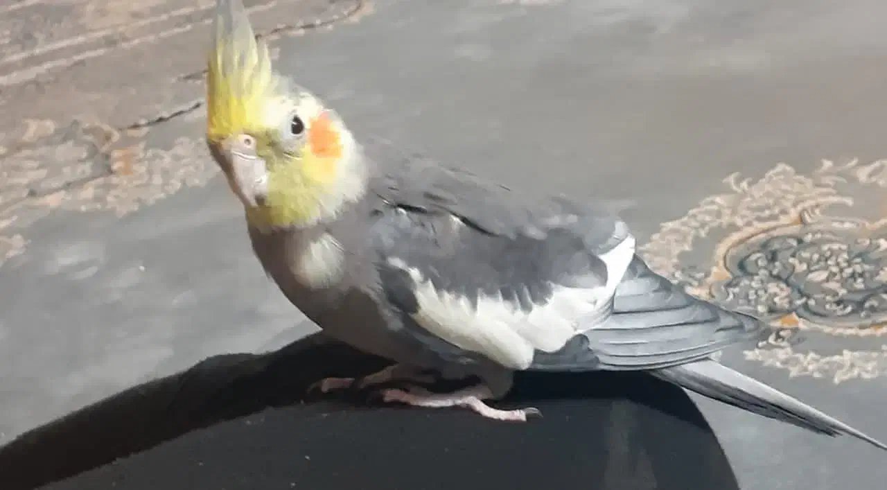 یک عددعروس هلندی نر۴هفته هست در صدرا گمشده|پرنده|صدرا-فارس, فاز ۱|دیوار