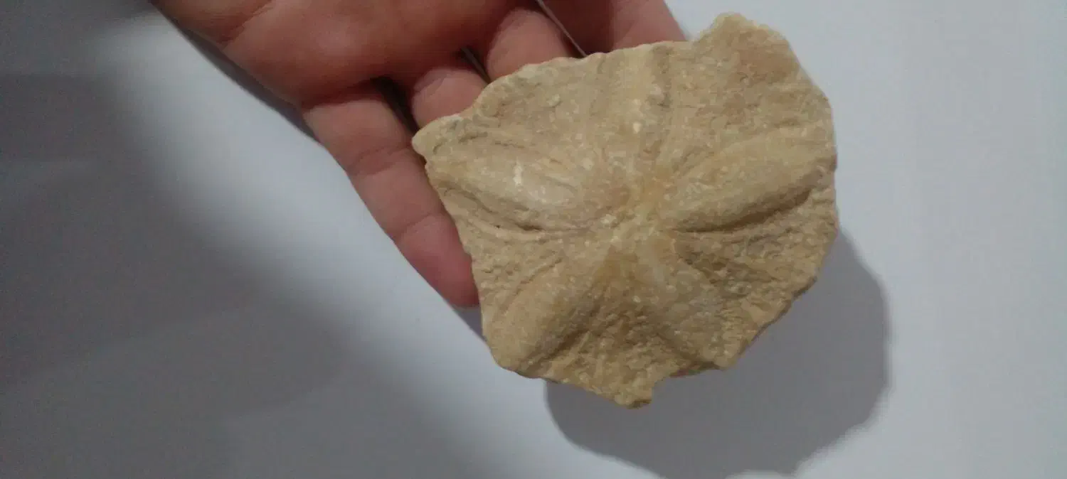 فسیل|کلکسیون اشیاء عتیقه|شوط, |دیوار