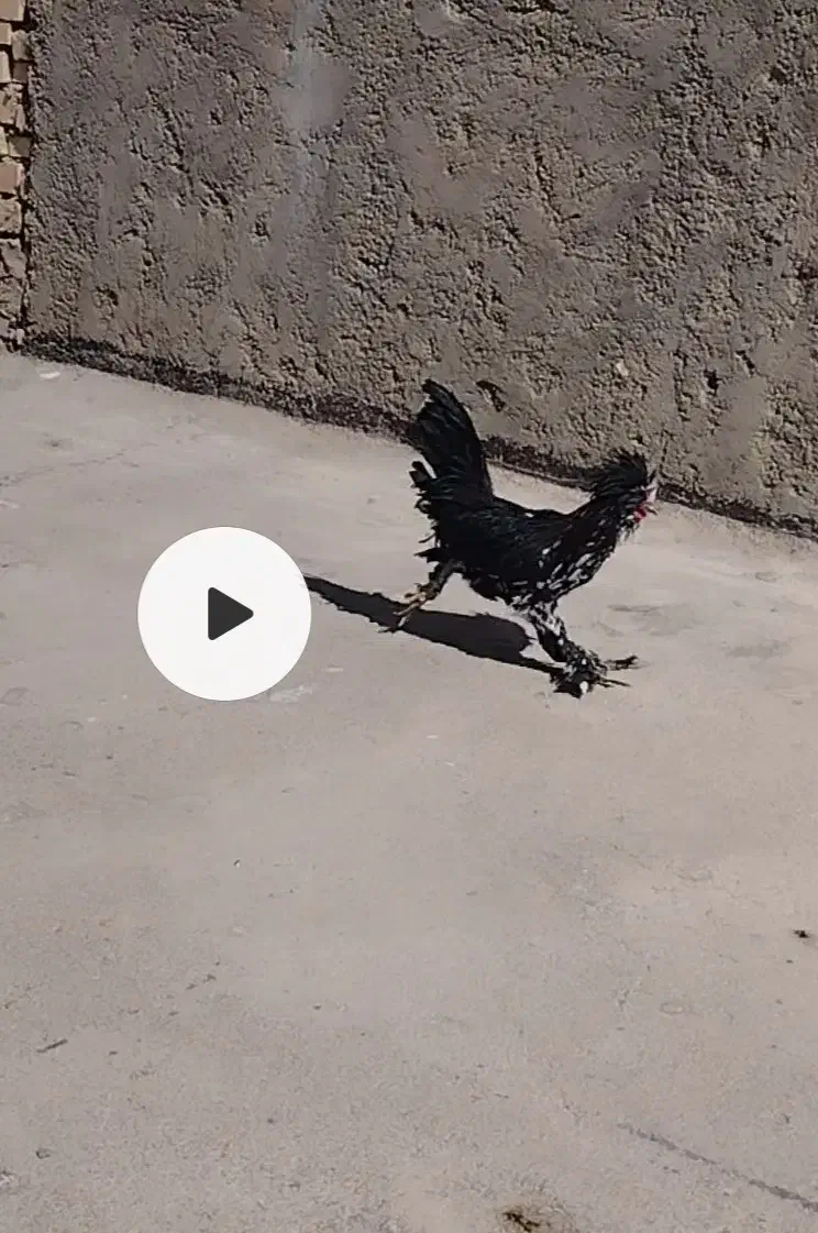 خروس سیاه زینتی|حیوانات مزرعه|برخوار, |دیوار