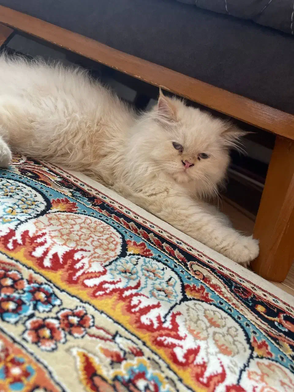 گربه ی پرشین هیمالین نر 5ماهه|گربه|گنبد کاووس, |دیوار