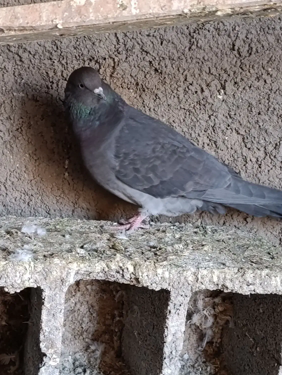 کفترپرشی|پرنده|شریفآباد, |دیوار