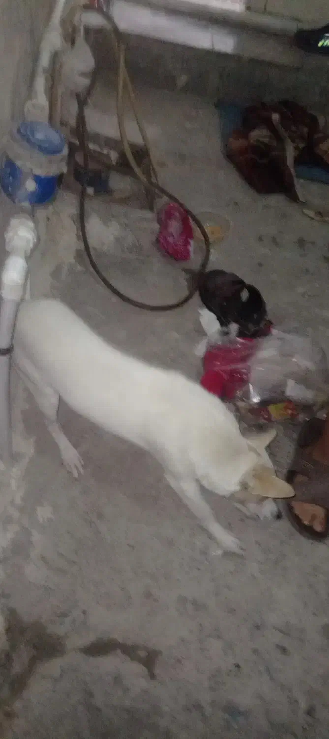 یک عددسگ|سگ|گرگان, |دیوار