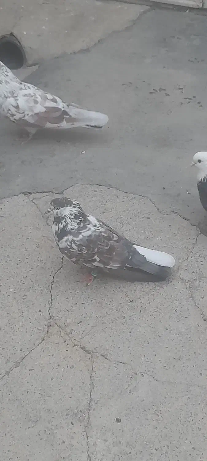 ۵تاکفتر|پرنده|ازنا, |دیوار