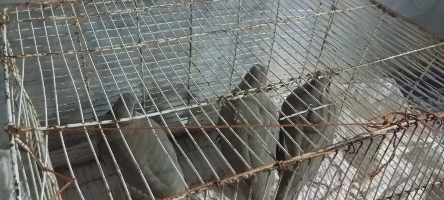 پرنده کوهی|پرنده|سراوان, |دیوار