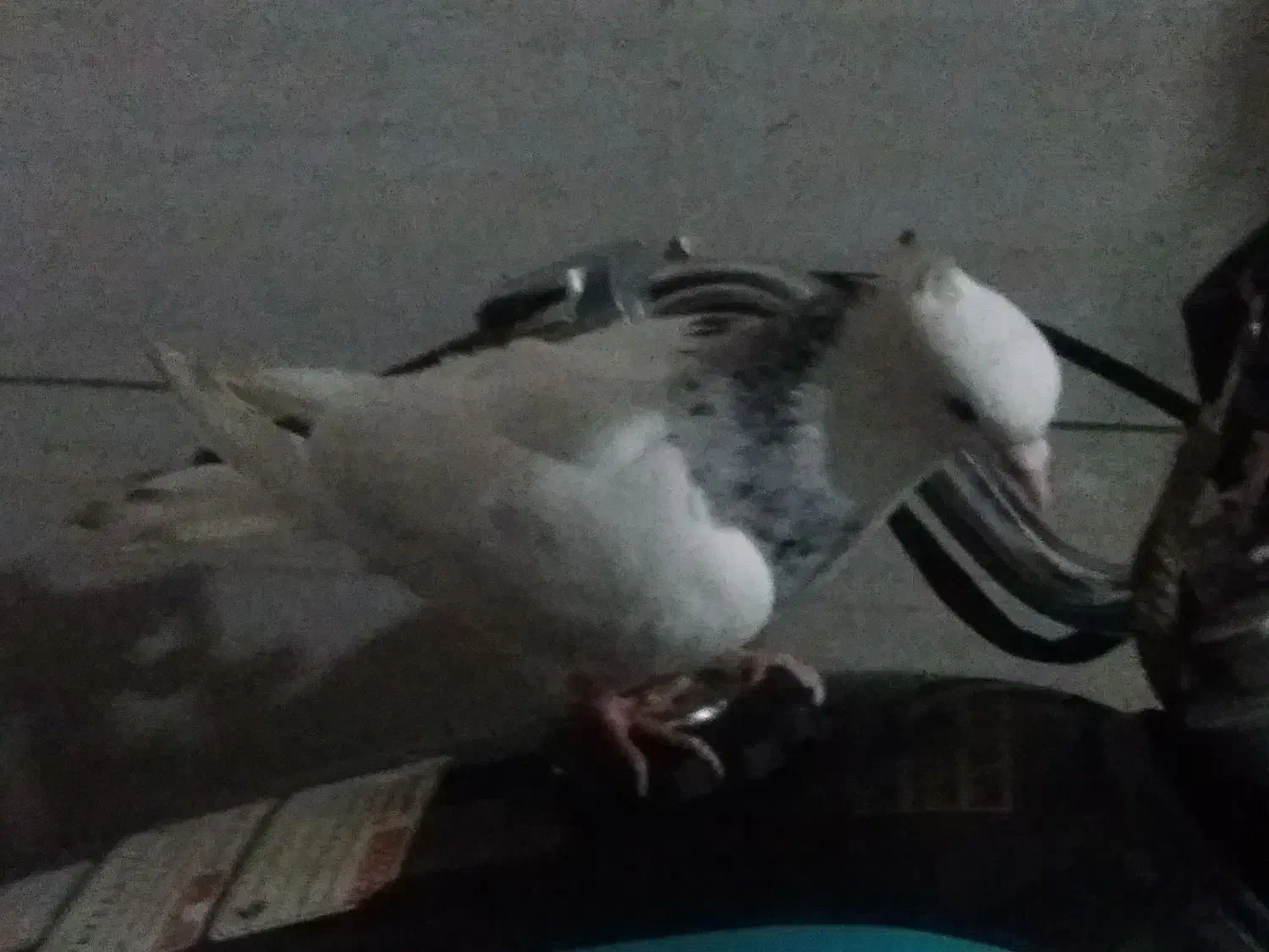 کبوتر|حیوانات|شوشتر, |دیوار