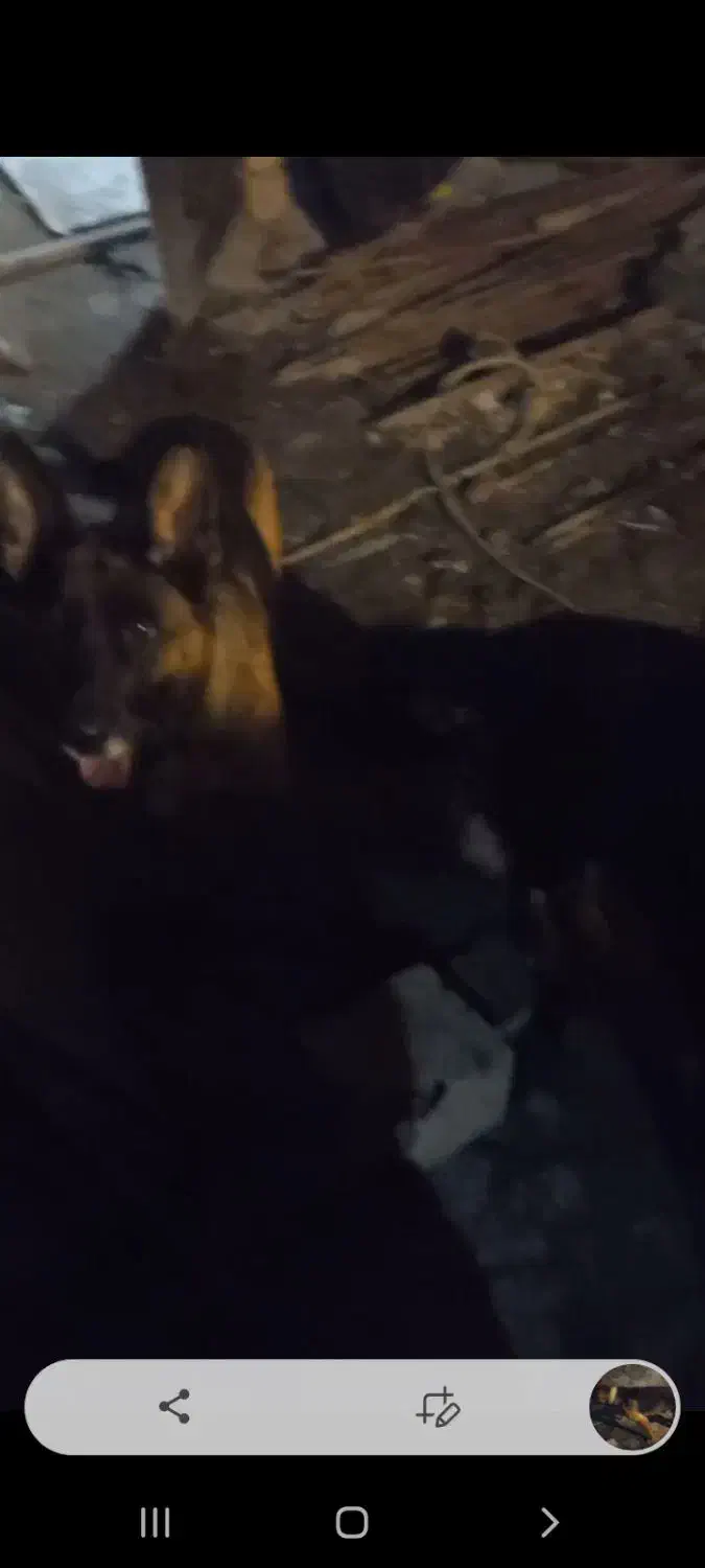 سگ ژرمن|سگ|رشت, کوی مهر|دیوار