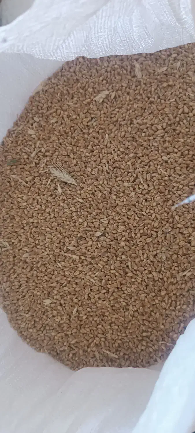 فروش بذر گندم|عمدهفروشی|نیشابور, ماروسک|دیوار