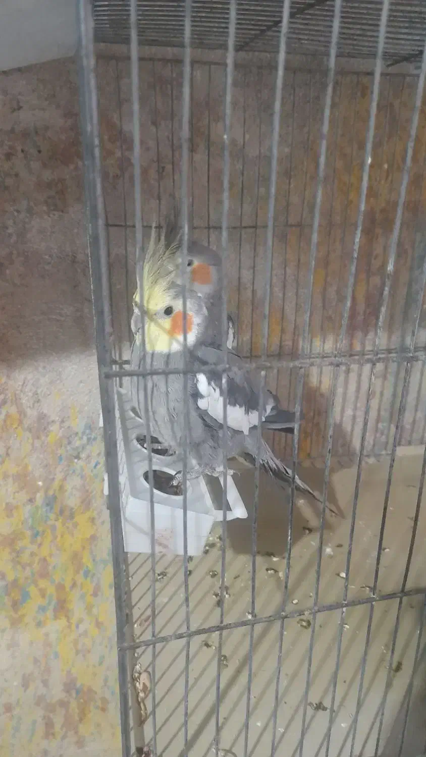 عروس هلندی حراج|پرنده|ایوان, |دیوار