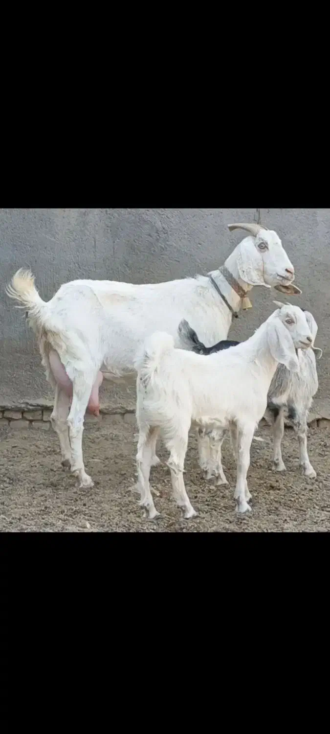 شاه بزسانن زاییده جوان3کیلوشیرچندقلوزاجنس بالایه|حیوانات مزرعه|کاشمر, |دیوار