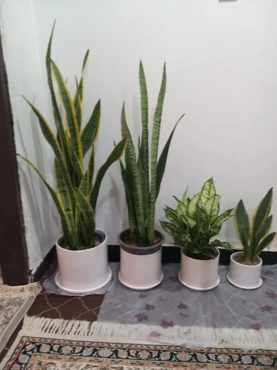 سبز لباس|کفش و لباس بچه|بندر دیر, |دیوار