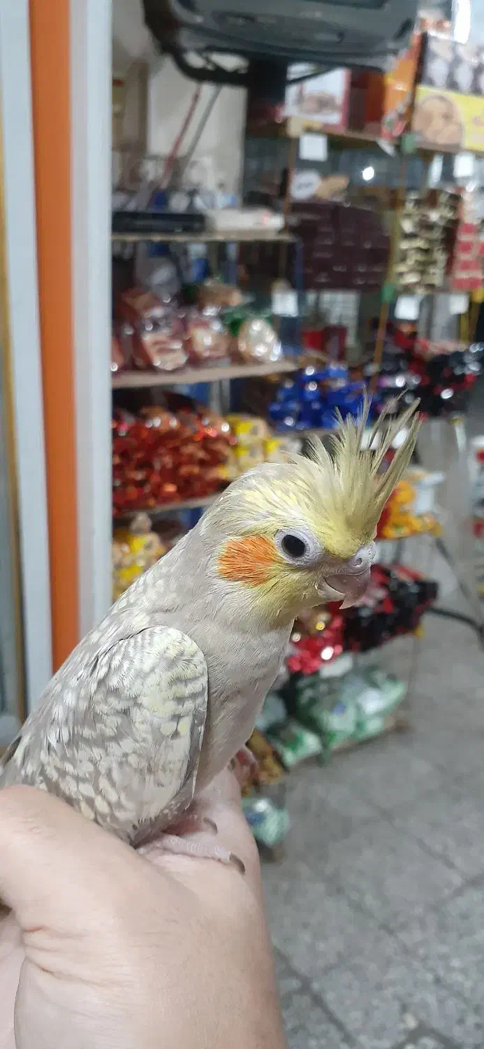 عروس هلندی|پرنده|رودسر, |دیوار