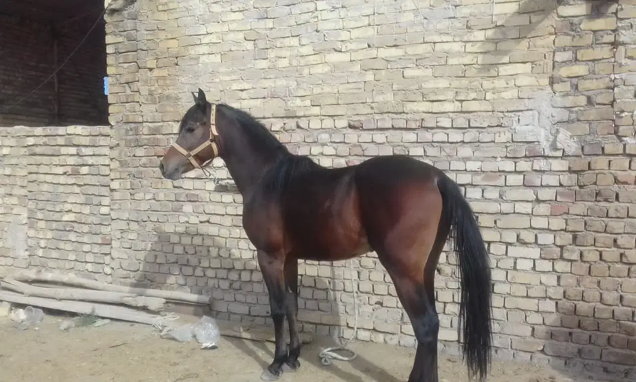 معاوضه مادیون با میش و بره|اسب و تجهیزات اسب‌سواری|کاشان, سیفی آباد|دیوار