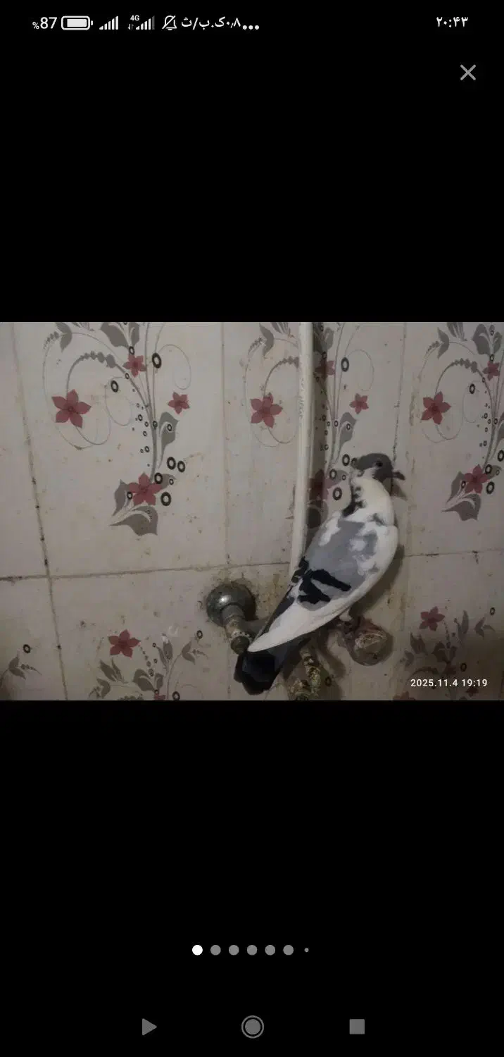 دوعدد ابلغ کرمانی تمیز|پرنده|سراوان, |دیوار