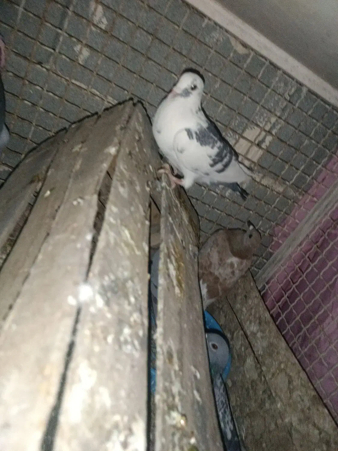 ۳تا کبوتر گرفتنی ارسال از اهواز|پرنده|ایلام, |دیوار