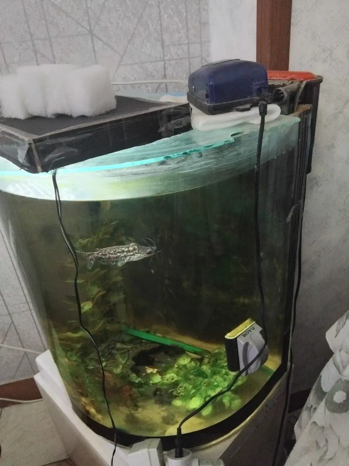 آکواریوم خمیده با تجهیزات کامل و ماهی|ماهی|تهران, مولوی|دیوار