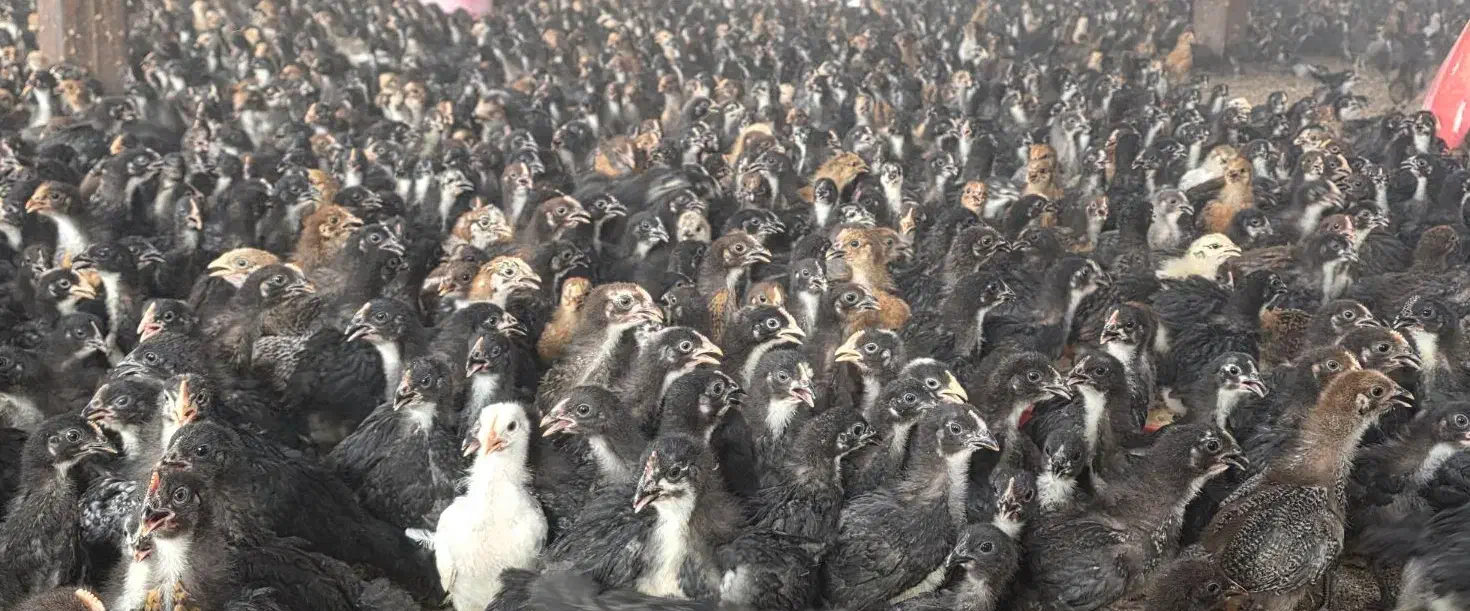 جوجه مرغ و خروس یک ماهه نژاد گلپایگان|حیوانات مزرعه|جوادآباد, |دیوار