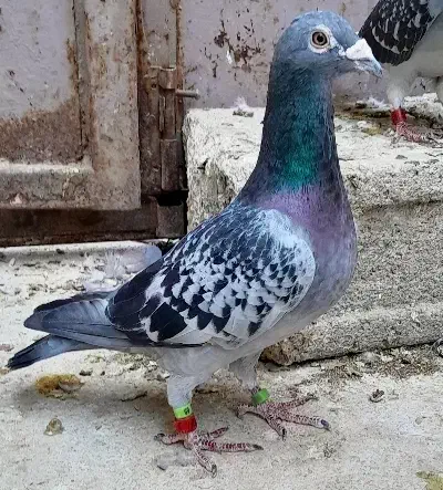 کبوتر|پرنده|چغادک, |دیوار