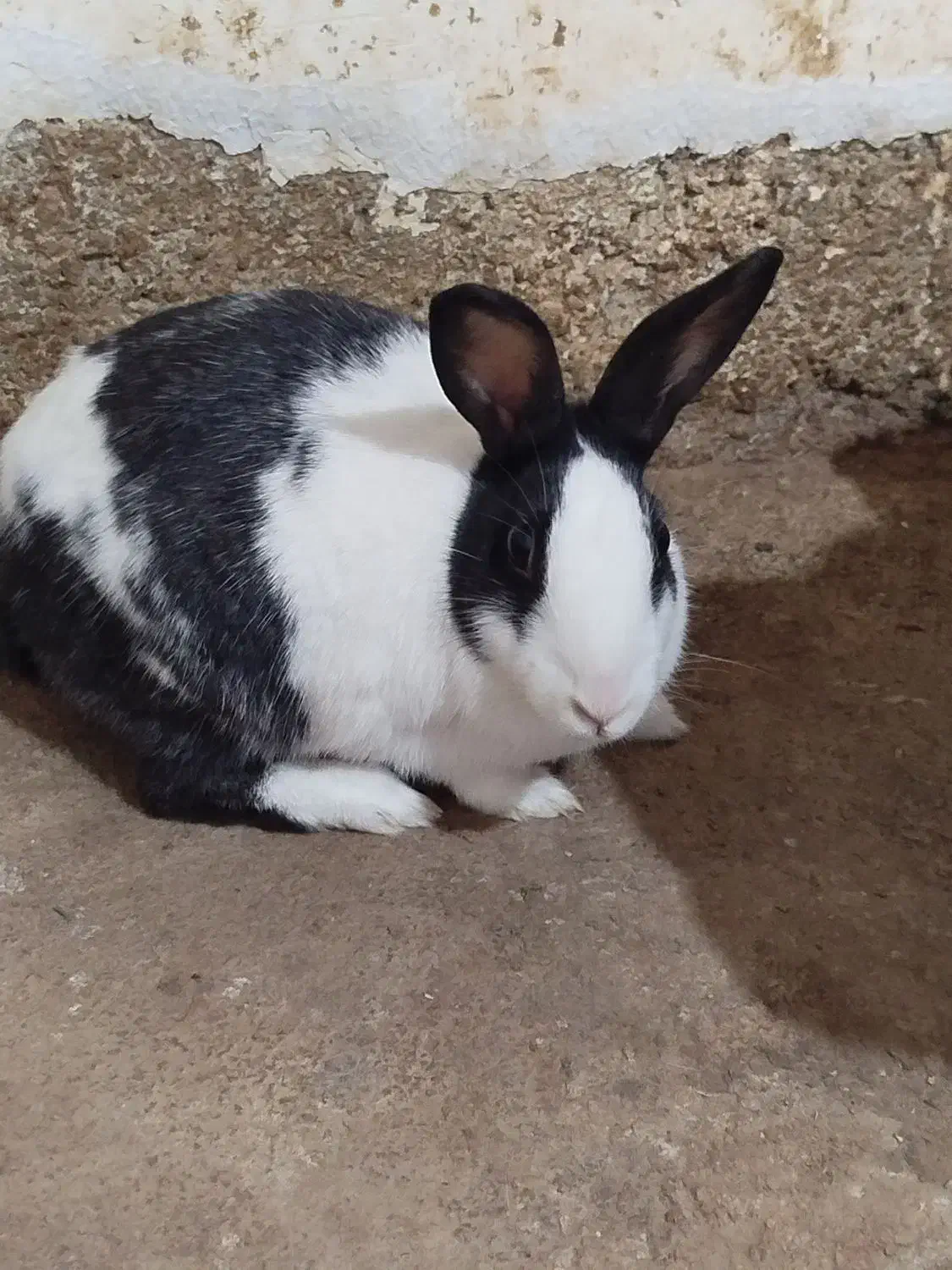 دو عدد خرگوش بالغ|موش و خرگوش|آزادشهر, |دیوار