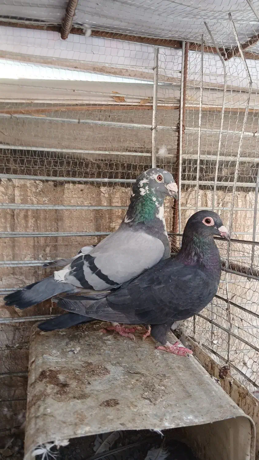 دوعدد جوجه.جفت نرابلغ سبز ماده زاغ|پرنده|بیرجند, |دیوار