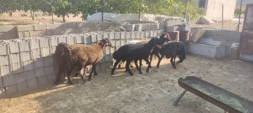 بره هموهترو|حیوانات مزرعه|میمند, |دیوار