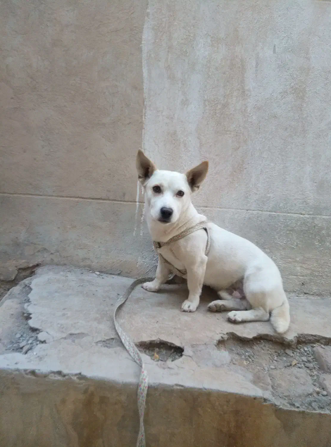 سگ پاپی گوش تیز|سگ|تربتحیدریه, سرمحله|دیوار