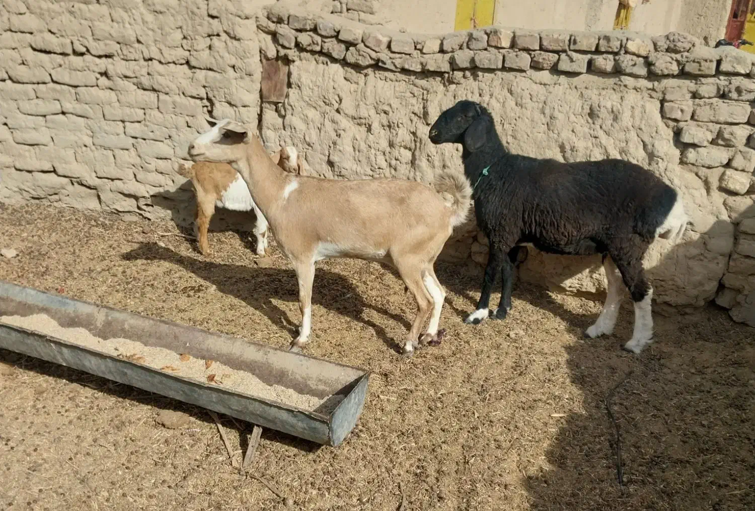 گوسفند|حیوانات مزرعه|زابل, |دیوار