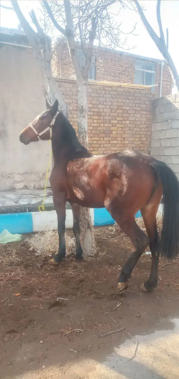 مادیون. کرد|اسب و تجهیزات اسب‌سواری|هرسین, |دیوار