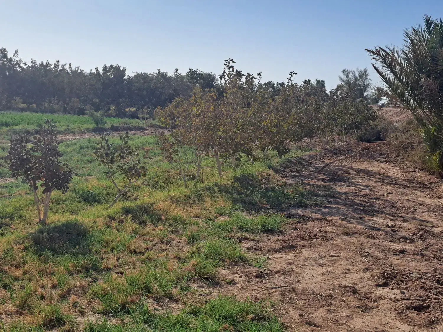 زمین مزروعی انتهای صحرای مبارکه نزدیک بلوارسنگ آهن|فروش زمین و ملک کلنگی|بافق, |دیوار