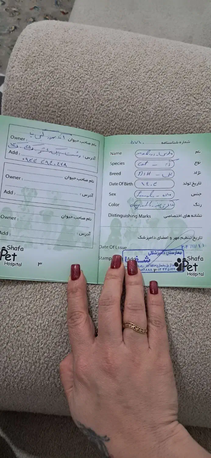 گربه خانگی|گربه|رشت, حمیدیان|دیوار