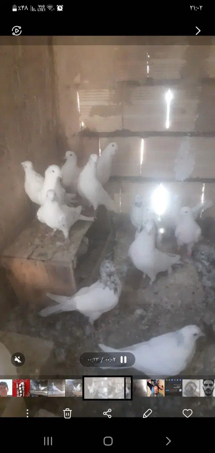 کبوتر سفید پرشی|پرنده|شازند, |دیوار